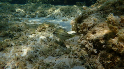 East Atlantic peacock wrasse (Symphodus tinca) undersea, Aegean Sea, Greece, Halkidiki, Afytos beach