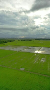 Aerial landscape of vibrant green rice fields under cloudy skies, with power lines and distant mountains on the horizon.
