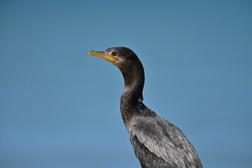 Cormorán Bigua