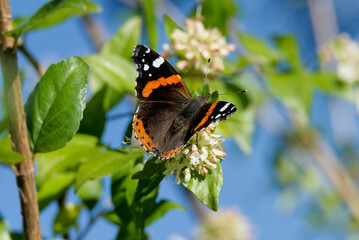 Red admiral butterfly (Vanessa Atalanta) perched on a white flower in Zurich, Switzerland