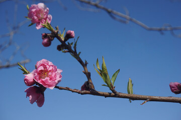 桃の花