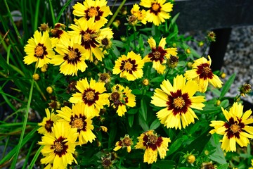 Bright garden flowers in full bloom.