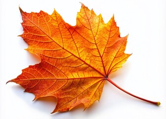 Obraz premium Autumn Orange Leaf Isolated on White Background - Macro Photography for Seasonal Decor and Nature Enthusiasts