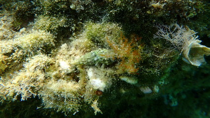 Sea snail common cerith or European cerith (Cerithium vulgatum) undersea, Aegean Sea, Greece, Halkidiki, Afytos beach