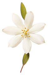 Obraz premium PNG Real Pressed a Jasmine Flower flower blossom petal.