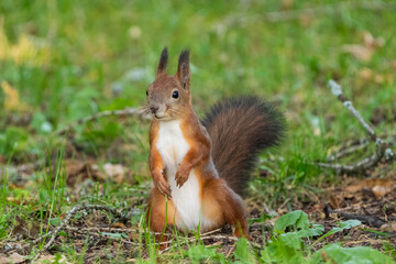 Red squirrel on the ground