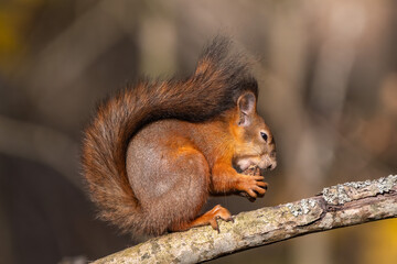 Red squirrel eating nut on a tree