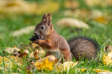 Red squirrel eating nut