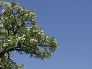 flowering tree of Black locust and blue sky background . Robinia pseudoacacia