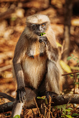 Goa, India. Gray Langur Monkey Eats Fresh Leaves Sitting On A Branch On Forest Ground