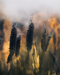 sunset in the grass in Madeira island 