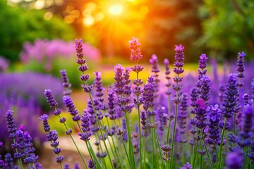 Obraz premium Bright Purple Lavender Flowers in a Garden with Blurred Background - Panoramic Photography