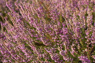 Blooming heather in National Park Maasduinen in the Netherlands