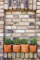 lavender flowers in clay pots