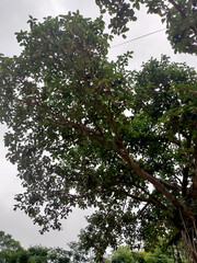 tree in the forest