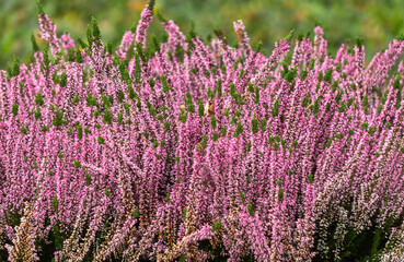 Pink heather flowers in the autumn park