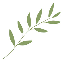 Fototapeta premium PNG Illustration of a simple Twig Green Leaves green plant herbs.