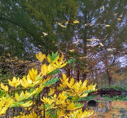 birdy leaves up to the South