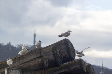 Seagull on Czech Ice Hockey Guards