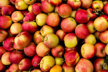 Reiche Ernte - Herbstzeit - Apfelzeit