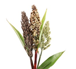 Obraz premium Sorghum plants with different stages of ripeness on white background