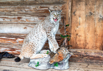 Stuffed lynx with a partridge in its paws on the porch of a wooden house © Alexandr Blinov