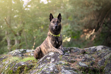 Dog in the mountains