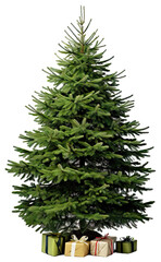Fototapeta premium Christmas tree plant pine fir.