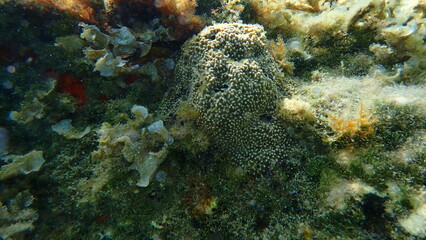 Stinker sponge (Sarcotragus fasciculatus) undersea, Aegean Sea, Greece, Halkidiki, Afytos beach