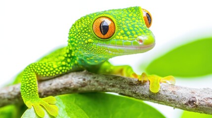 Unusual bright green tokay gecko clinging to a branch, isolated on a white background.