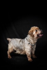very old dog , Yorkshire 15 years old with cataract on black background 