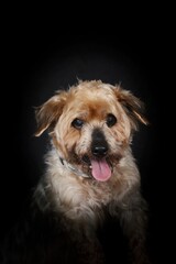 very old dog , Yorkshire 15 years old with cataract on black background 