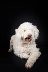 lagotto romagnolo isolated on black