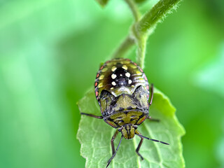 Close up of stink bug in the leaves, green stink bug (Nezara viridula)