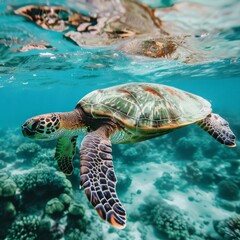 Obraz premium a sea turtle swimming in the water