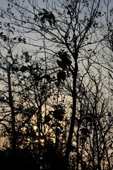 twilight and deciduous teak trees. teak tree shadows form a black silhouette.