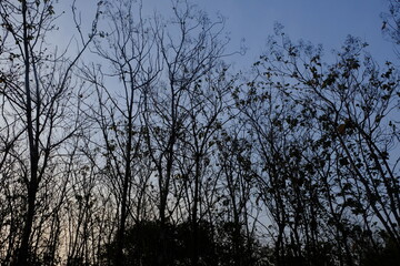 twilight and deciduous teak trees. teak tree shadows form a black silhouette.