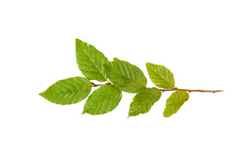 green leaf twig isolated on white or transparent png