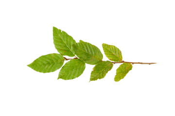green leaf twig isolated on white or transparent png
