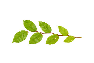 green leaf twig isolated on white or transparent png