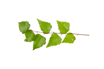 green birch tree twig leaves isolated on white or transparent png