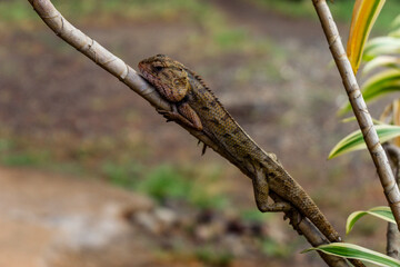 close up of tropical lizard on tree branch
