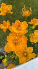 Yellow Flowers with greenery