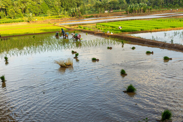 Paddy fields