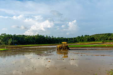 Fototapeta premium Paddy fields