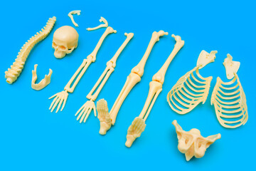 Obraz premium Human Skeleton Parts Arranged on Blue Background