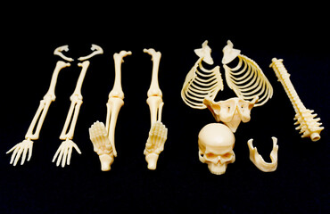 Disassembled Human Skeleton on Black Background