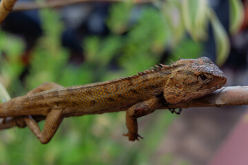 close up of tropical lizard on tree branch