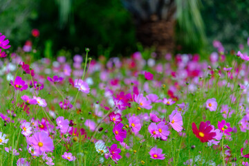 Obraz premium Vibrant Field of Cosmos Flowers in Full Bloom