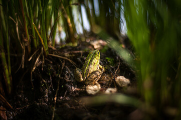 Fototapete bei efototapeten.de bestellen   